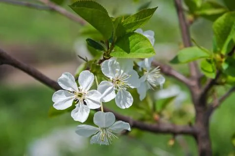 Flower cherry Stock Photos