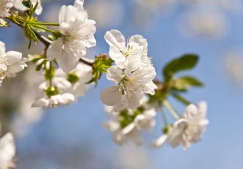 Flower of cherry Stock Photos