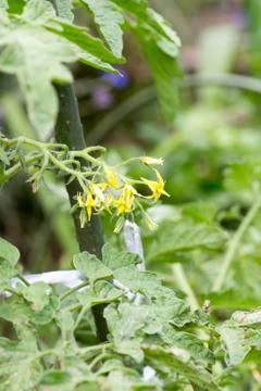 Flower of cherry tomato Stock Photos