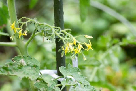 Flower of cherry tomato Stock Photos