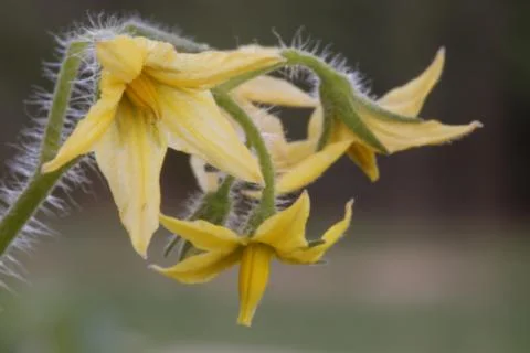 Flower of cherry tomato 库存照片