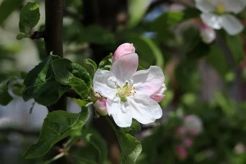 Flower on a cherry tree close-up. Good quality Stock Photos