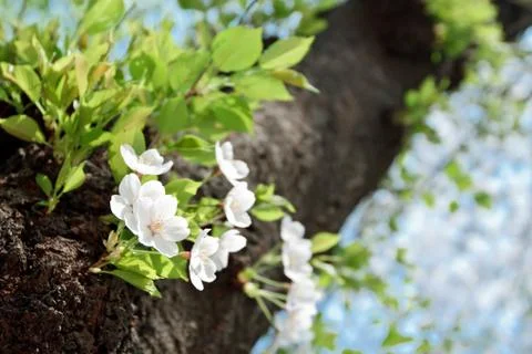 Flower of cherry tree Stock Photos
