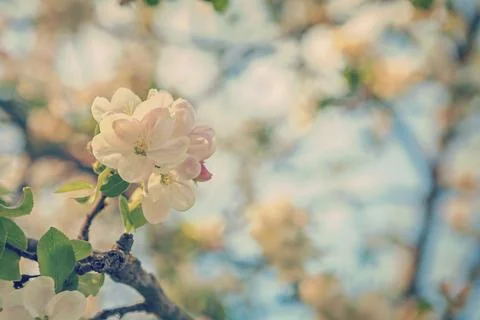 Flower of cherry tree on twig and blurred floral background instagram stile Foto stock