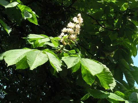 Flower chestnut in spring 库存照片