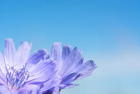 Flower chicory on the background of sky. Stock Photos