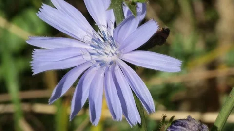 The flower of the chicory grass trembles in the wind. Stock Footage 285381557