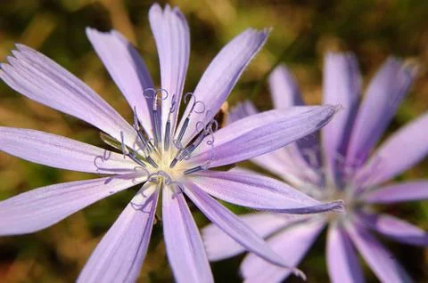 Flower of chicory Stock Photos