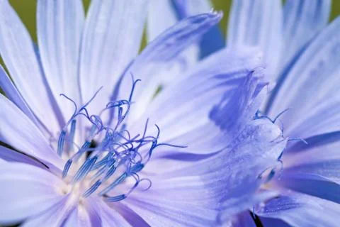 Flower of chicory. Stock Photos
