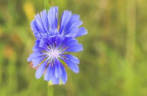Flower of chicory. Stock Photos