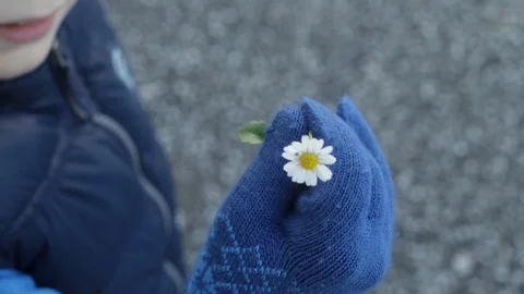 Flower in childs hand Stock Footage 103147349