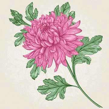 Flower chrysanthemum. Illustrazione stock
