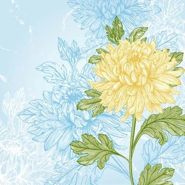 Flower chrysanthemum. Illustrazione stock