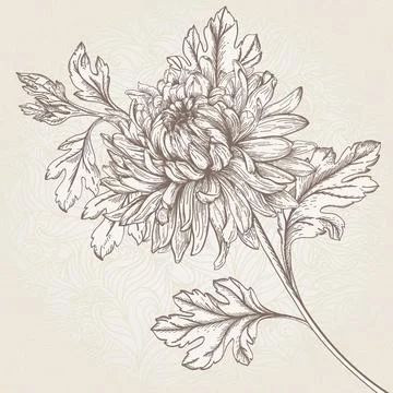 Flower chrysanthemum. Illustrazione stock