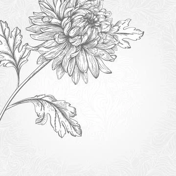 Flower chrysanthemum. Illustrazione stock