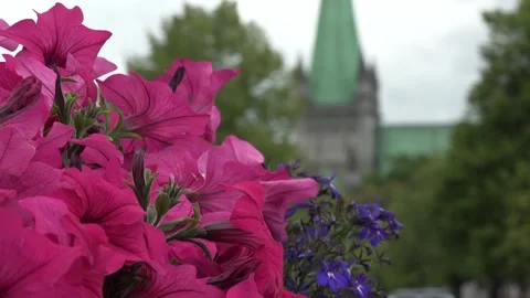 Flower church Stock Footage 150401678