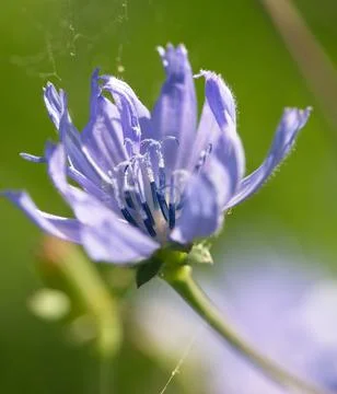 Flower of cichory Stock Photos