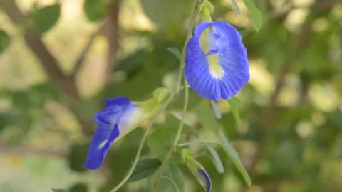 Flower: ciltoria ternatea Video stock 212550392