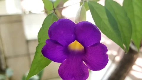 Flower cinematic Stock Footage 212926433