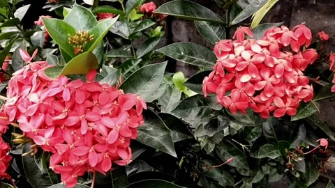 Flower cinematic Stock Footage 214914682