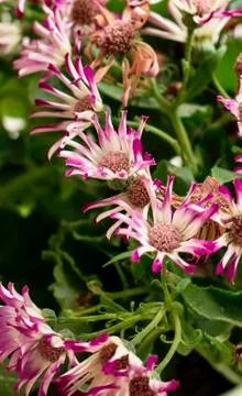 Flower of cineraria Stock Photos