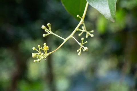 Flower of the cinnamon tree, whether Ceylon Cinnamon, Masala Stock-Fotos