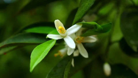 Flower of Citrus Stock Footage 117113296