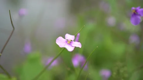 Flower in city park Video stock 172907726