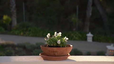 Flower in a clay pot Stock Footage 281239400