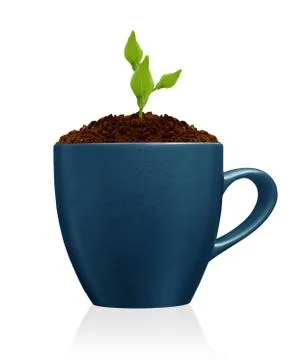 Flower in clay pot Stock Photos