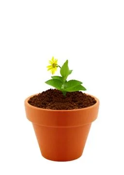 Flower in clay pot Stock Photos