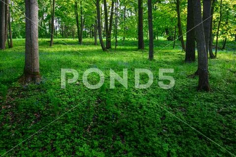 A flower clearing in a dark spring forest. Stock Photos