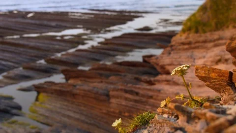 Flower on cliff illuminated by sunset Stock Footage 112294659