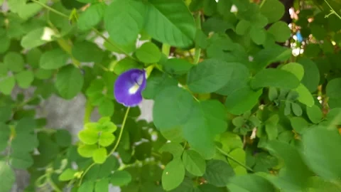 Flower of Clitoria ternatea, also known as Asian pigeonwings Stock Footage 294635930
