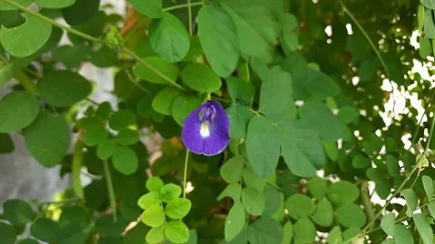 Flower of Clitoria ternatea, also known as Asian pigeonwings Stock Footage 294636027
