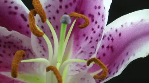 Flower close 1 Stock-Footage 11017280