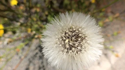 A FLOWER CLOSE UP 2 Stock Footage 101790336