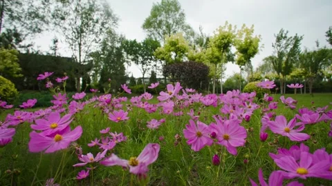 Flower Close-Up Collection Stock Footage 257862987