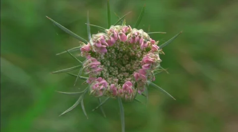 Flower close-up 스톡 동영상 520292