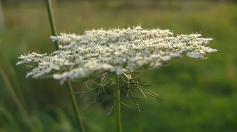 Flower close-up Stock Footage 520306