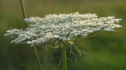 Flower close-up Stock Footage 520352