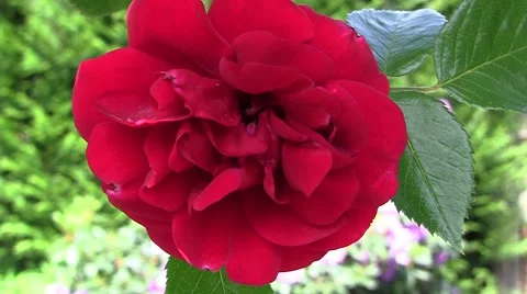 Flower close-up Stock Footage 5165509