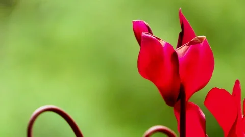 Flower Close up Stock Footage 88675366