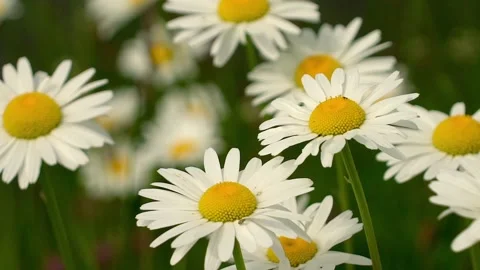 Flower close Stock Footage 142199318