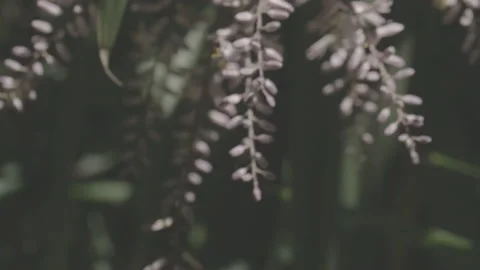 Flower Close Up Vidéo 142261326