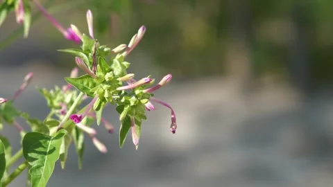 Flower close-up Stock Footage 323140272