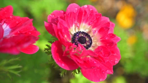 Flower Close-Up Stockbeeldmateriaal 330732660