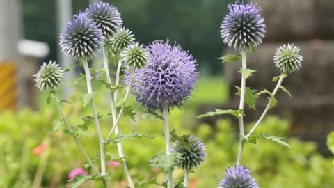 Flower Close-Up Video stock 333163350
