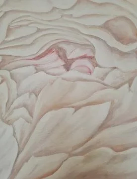 Flower close-up in full format,background.spring and summer fragrant peony Illustrazione stock