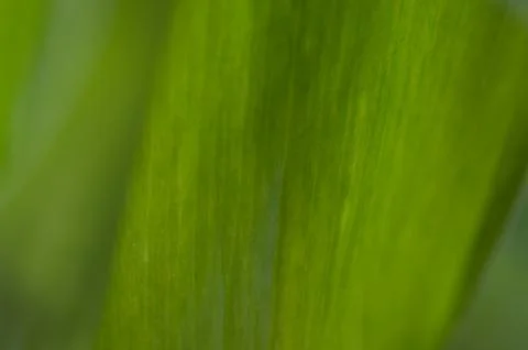 Flower close up green Stock Photos